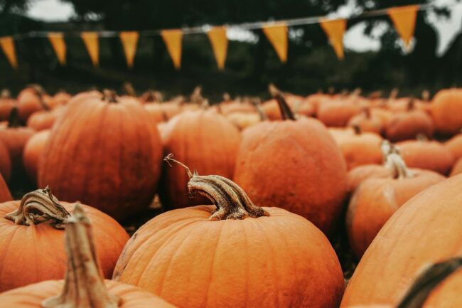 monticello fall festival jersey city october 2025