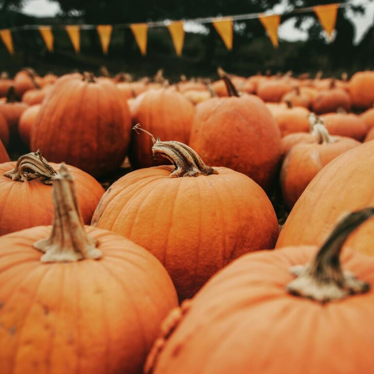 Annual Monticello Fall Festival Happening in Jersey City on 10/19 ...
