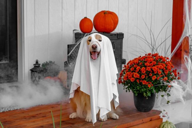dog costume contests parades new jersey