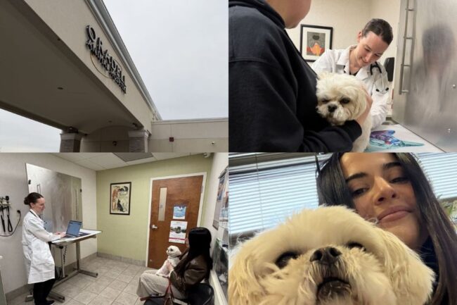 oradell animal hospital paramus nj