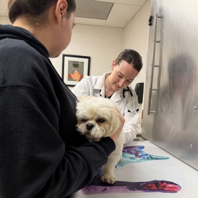 oradell animal hospital paramus nj