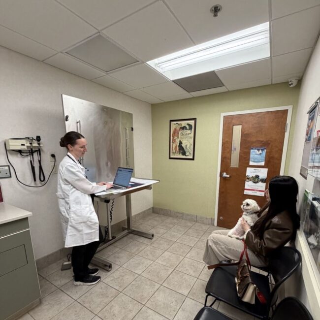 oradell animal hospital paramus nj