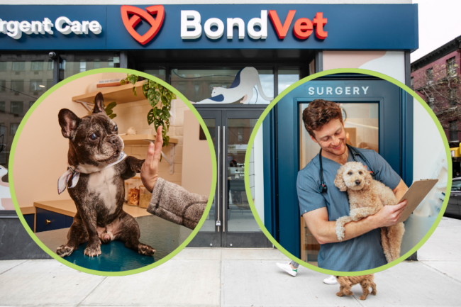 Bond Vet