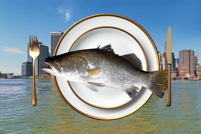 hudson river fish